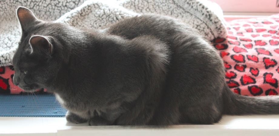 Enlarge Bilou, a Adopted Domestic Short Hair in Stanstead, QC image 5/6