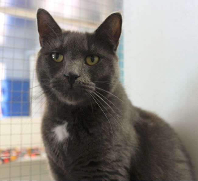 Enlarge Bilou, a Adopted Domestic Short Hair in Stanstead, QC image 6/6