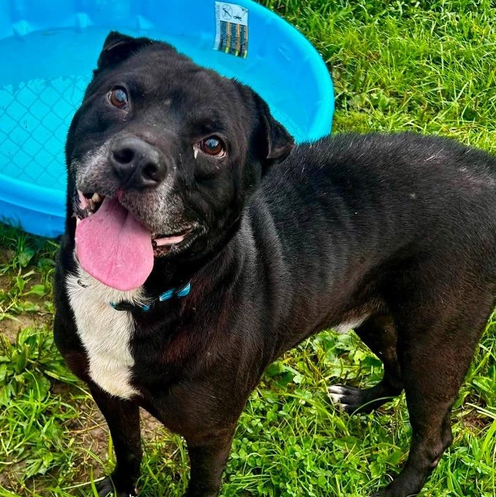 Debo, Adoptable, Senior Male Shar-Pei.