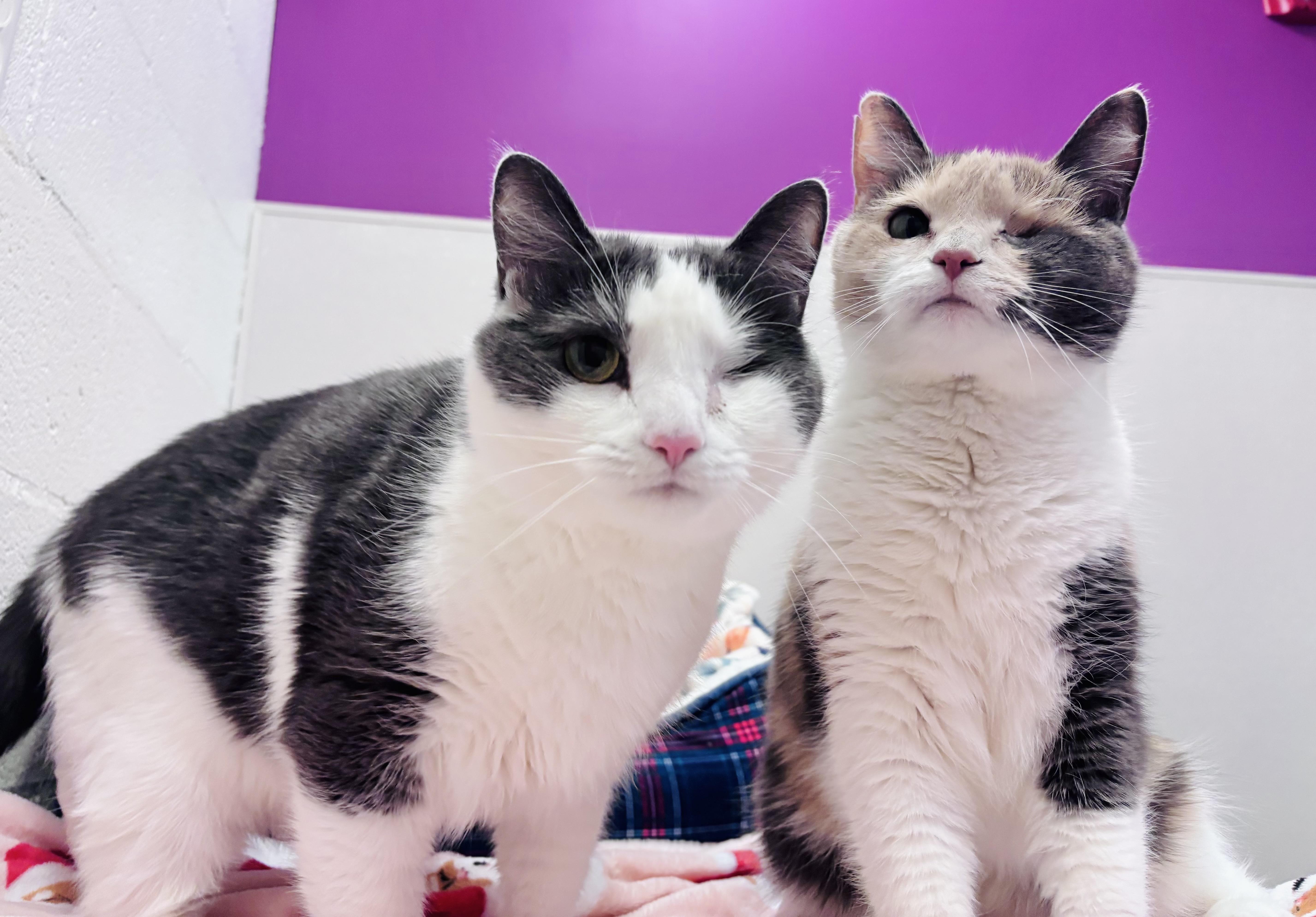 Tinky, Adoptable, Adult Male Domestic Short Hair.