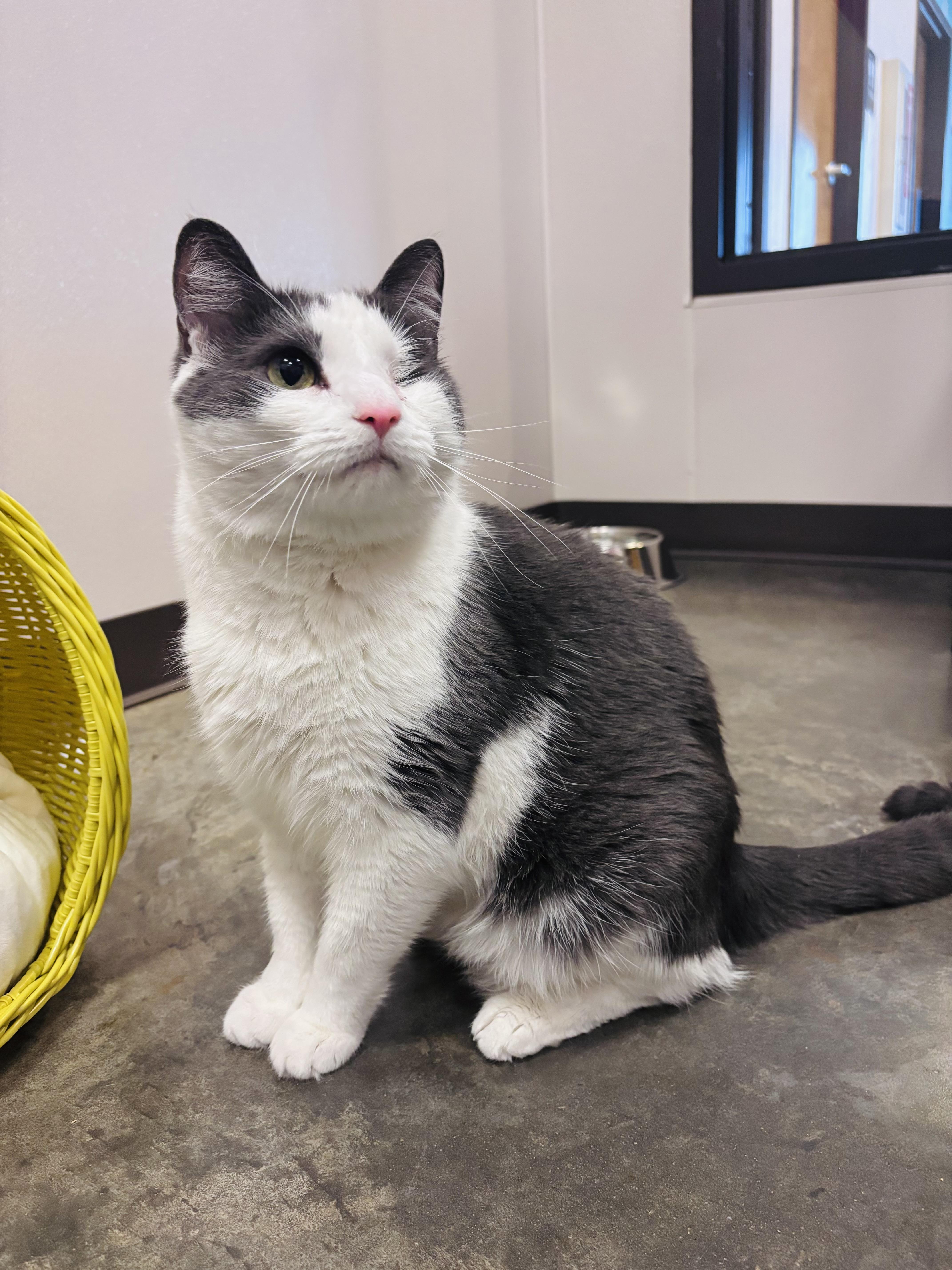Enlarge Tinky, a Adoptable Domestic Short Hair in Salisbury, NC image 3/6