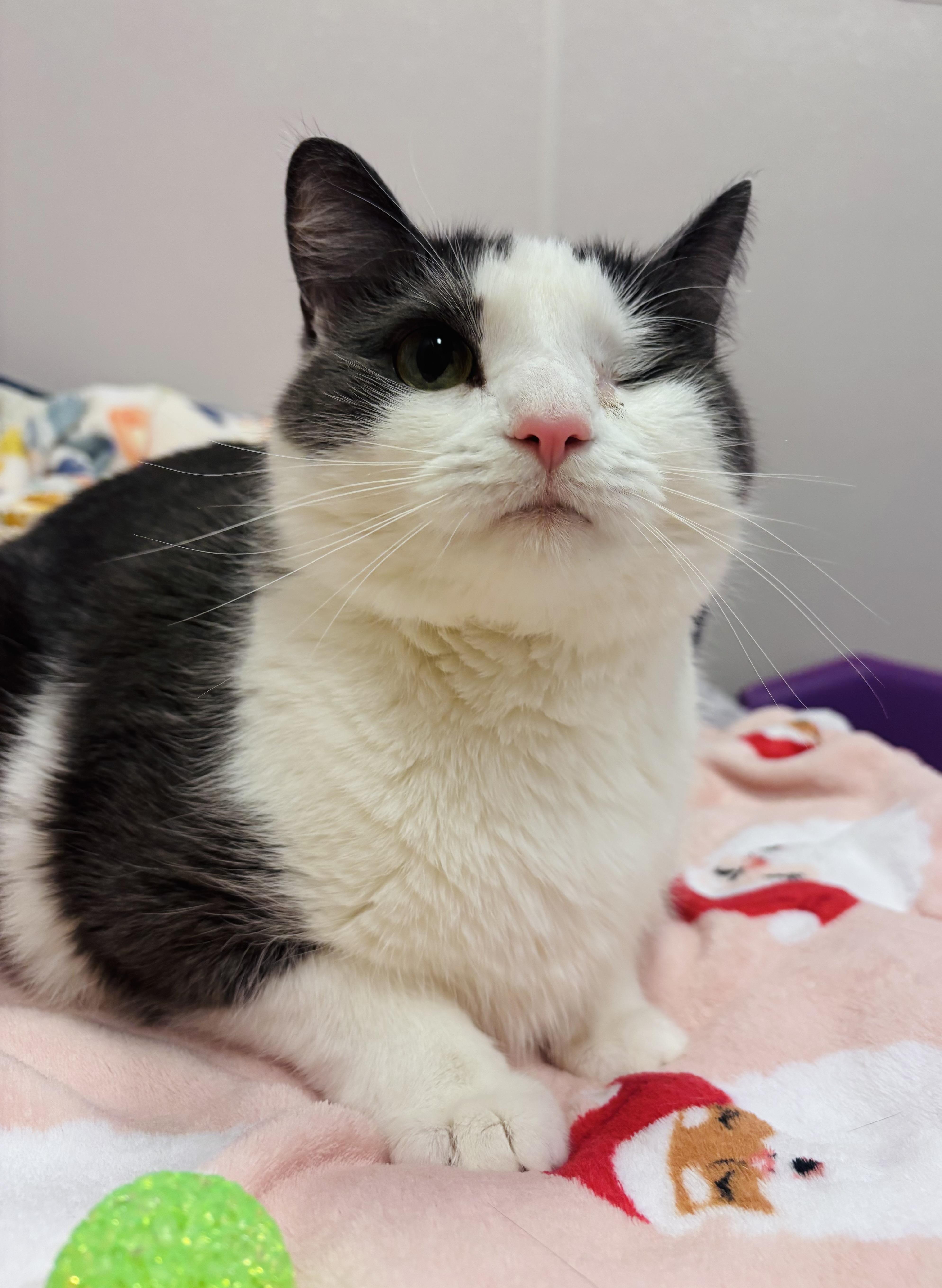 Enlarge Tinky, a Adoptable Domestic Short Hair in Salisbury, NC image 2/6