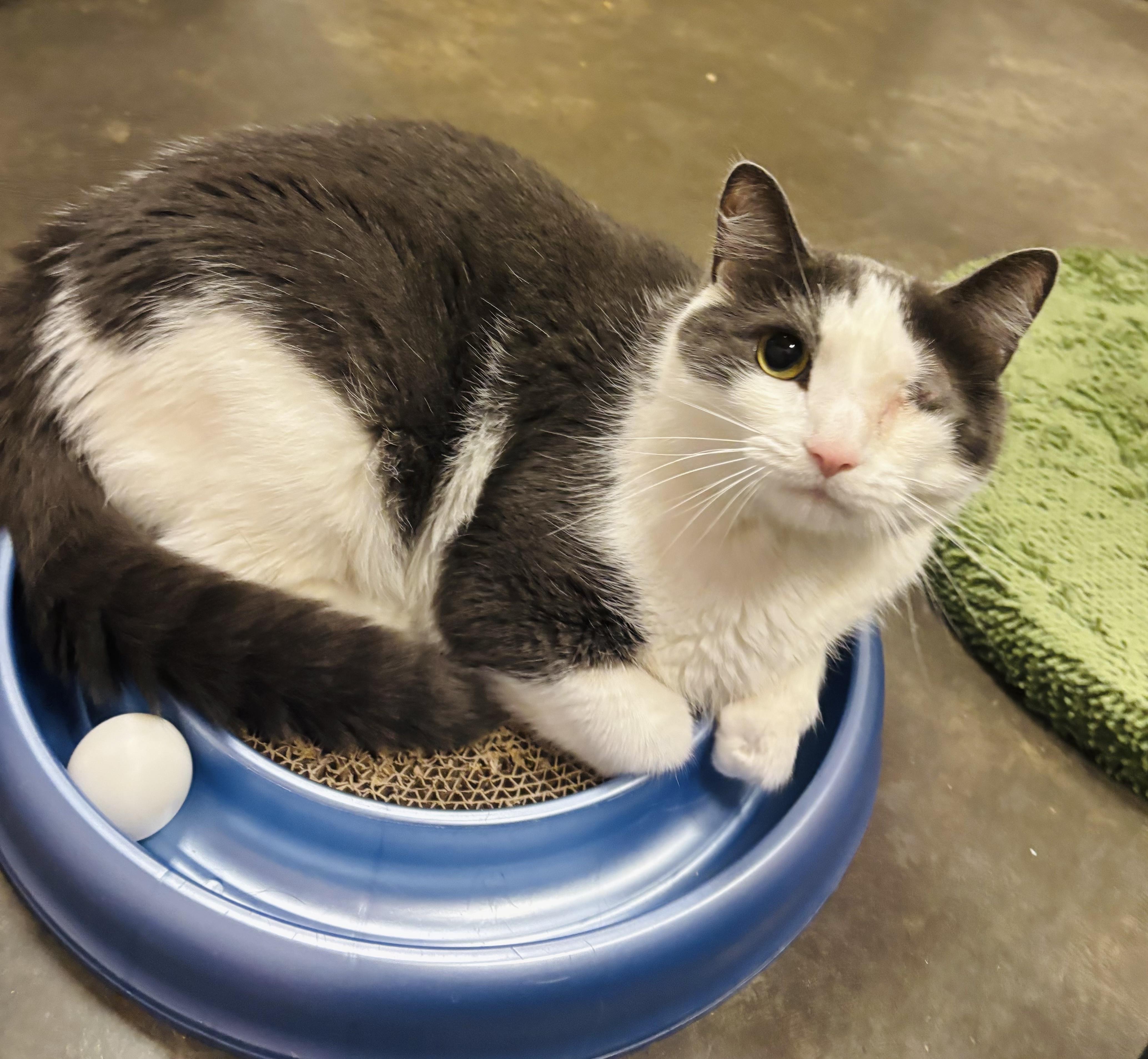 Tinky, a Adoptable Domestic Short Hair in Salisbury, NC image 3/4
