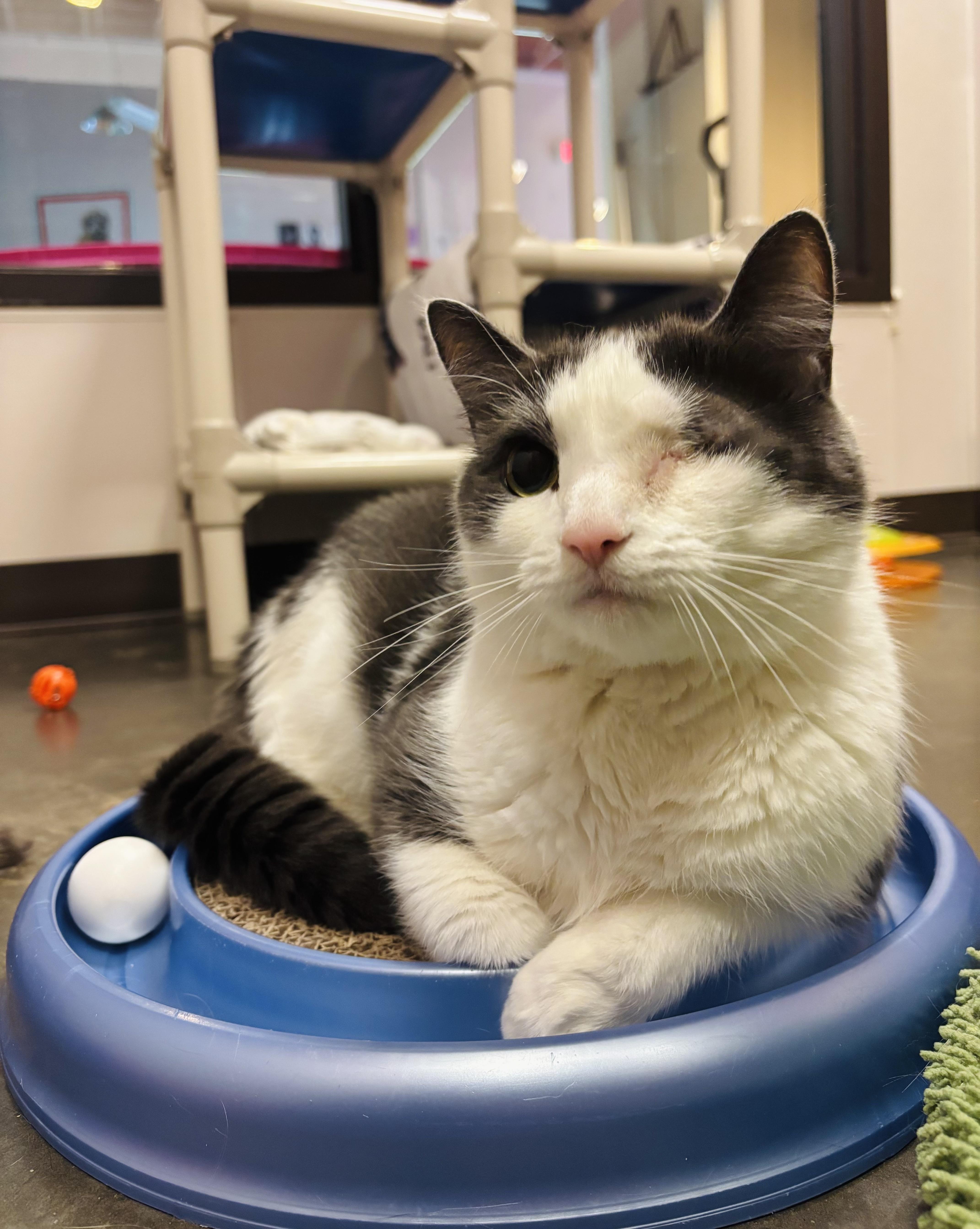 Tinky, a Adoptable Domestic Short Hair in Salisbury, NC image 4/4