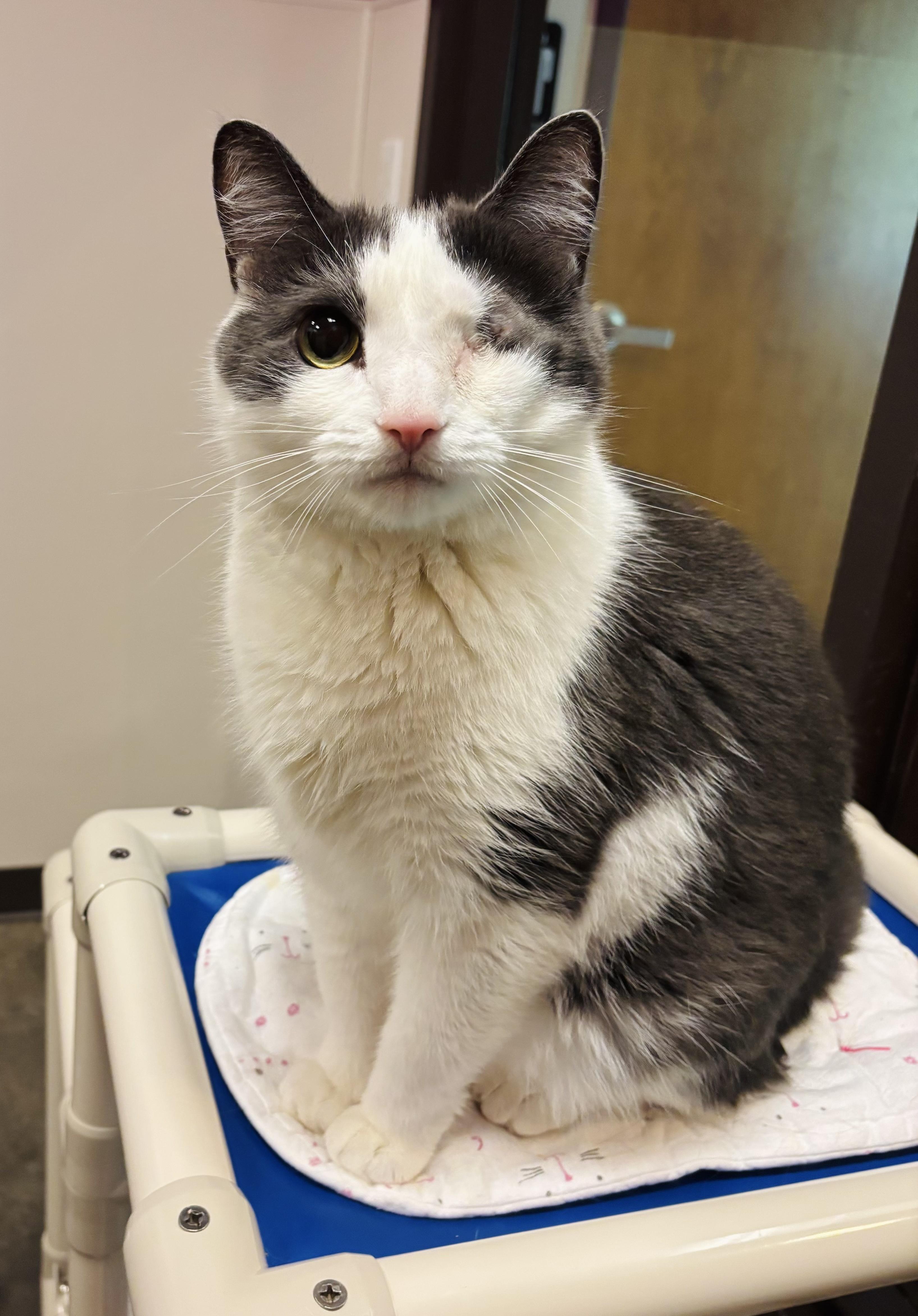 Tinky, Adoptable, Adult Male Domestic Short Hair.