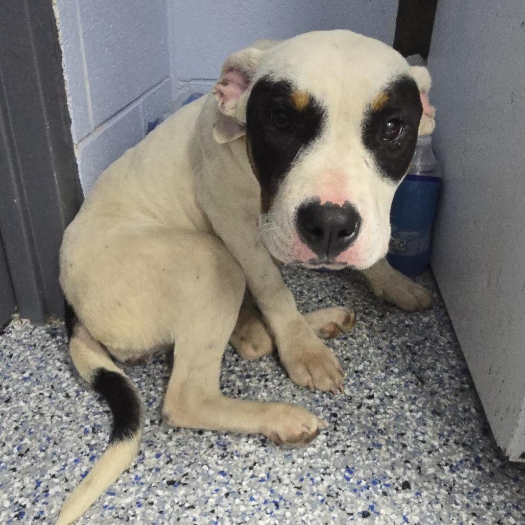 Chantel 26-0306, Adoptable, Young Female Mixed Breed.
