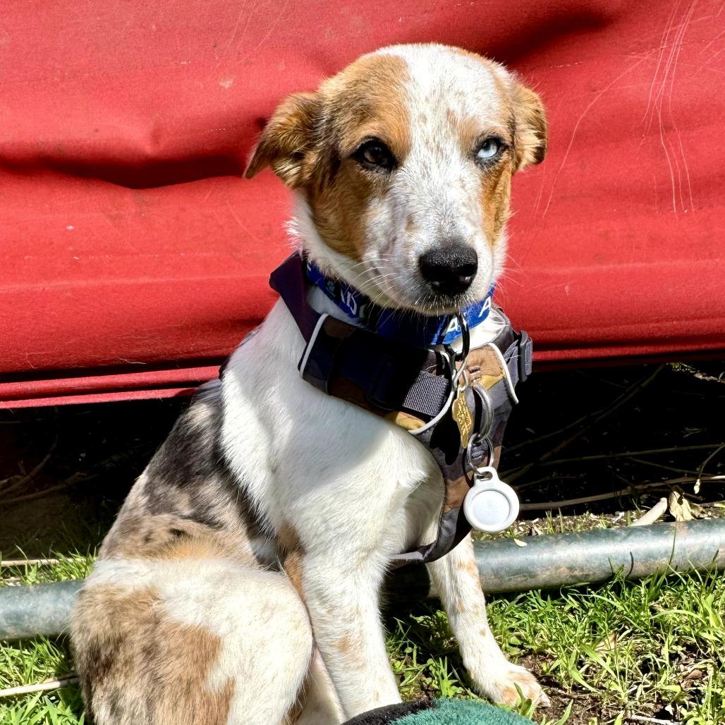 JAMESON, Adoptable, Adult Male Australian Cattle Dog / Blue Heeler & Mixed Breed.