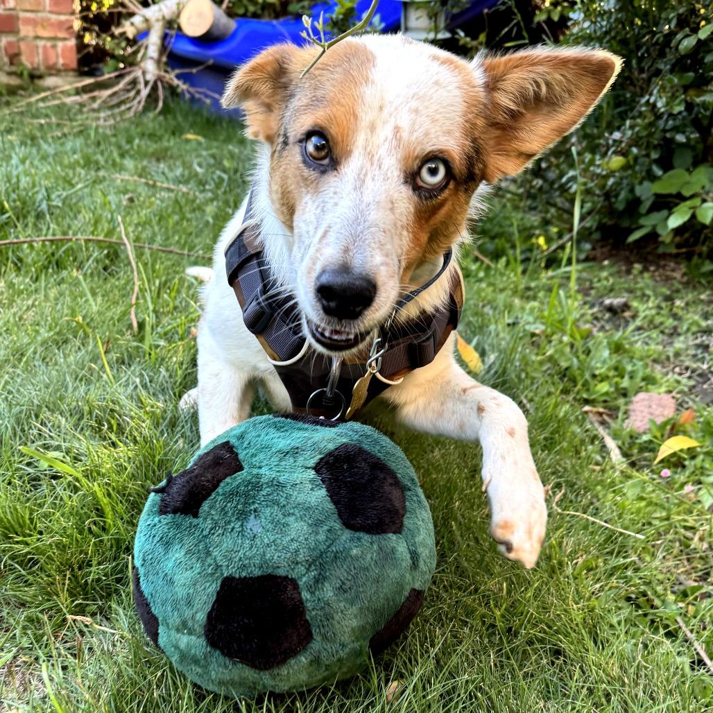 JAMESON, Adoptable, Adult Male Australian Cattle Dog / Blue Heeler & Mixed Breed.