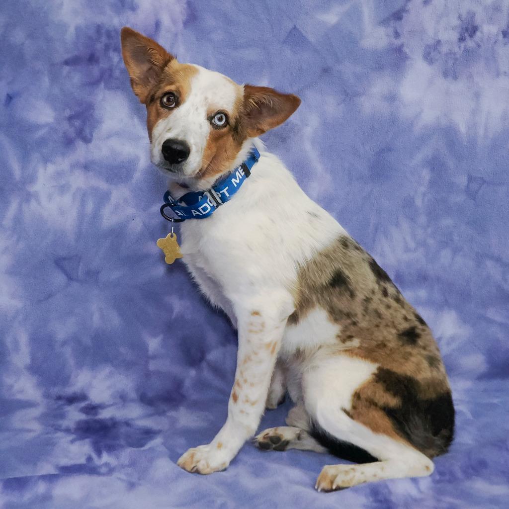 Enlarge JAMESON, a Adoptable mixed breed in Point Richmond, CA image 2/6