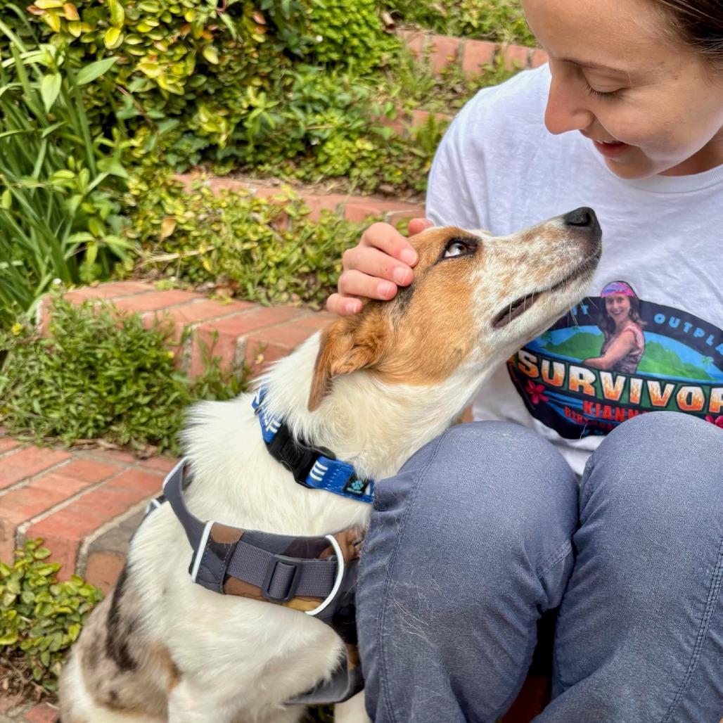 Enlarge JAMESON, a Adoptable mixed breed in Point Richmond, CA image 3/6