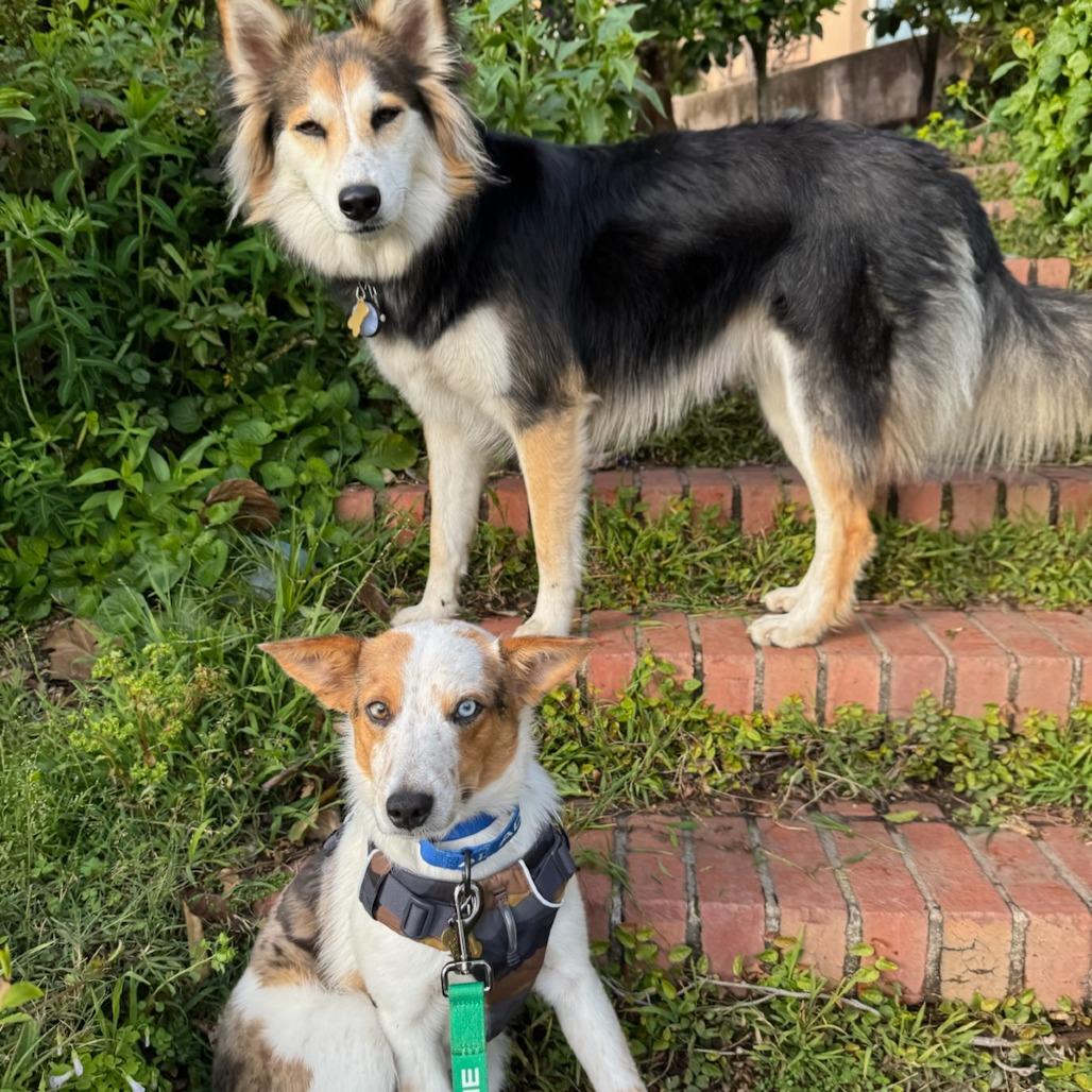 Enlarge JAMESON, a Adoptable mixed breed in Point Richmond, CA image 5/6