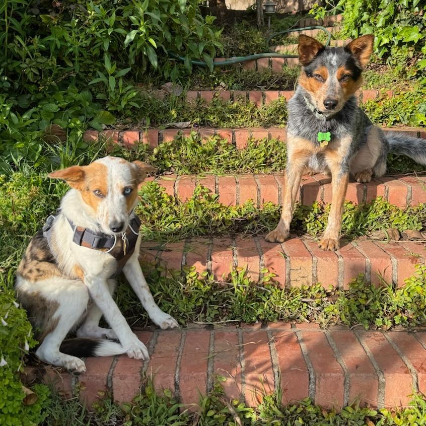 Enlarge JAMESON, a Adoptable mixed breed in Point Richmond, CA image 6/6
