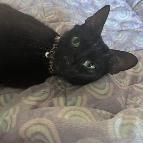Nyx, Adoptable, Kitten Female Domestic Short Hair.