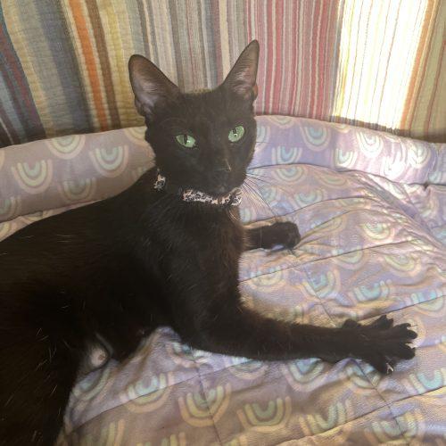 Nyx, a Adoptable Domestic Short Hair in Edmond, OK image 2/4