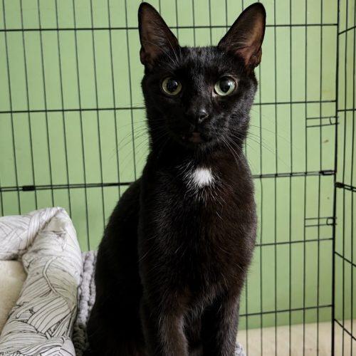 Nyx, a Adoptable Domestic Short Hair in Edmond, OK image 3/4