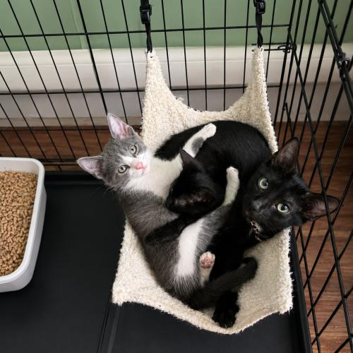 Nyx, a Adoptable Domestic Short Hair in Edmond, OK image 4/4