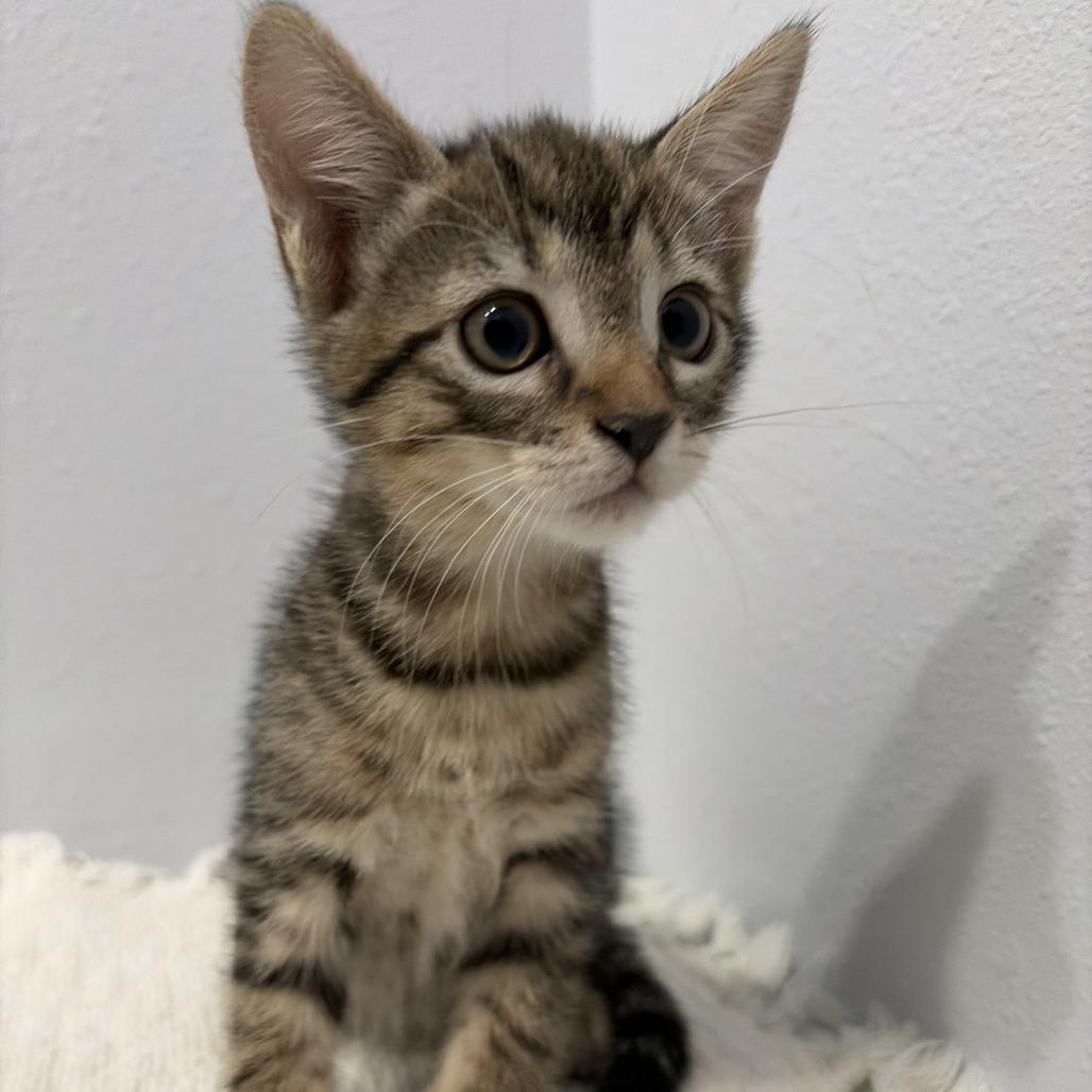 Enlarge Arianna, a Adoptable Domestic Short Hair in Harlingen, TX image 1/4