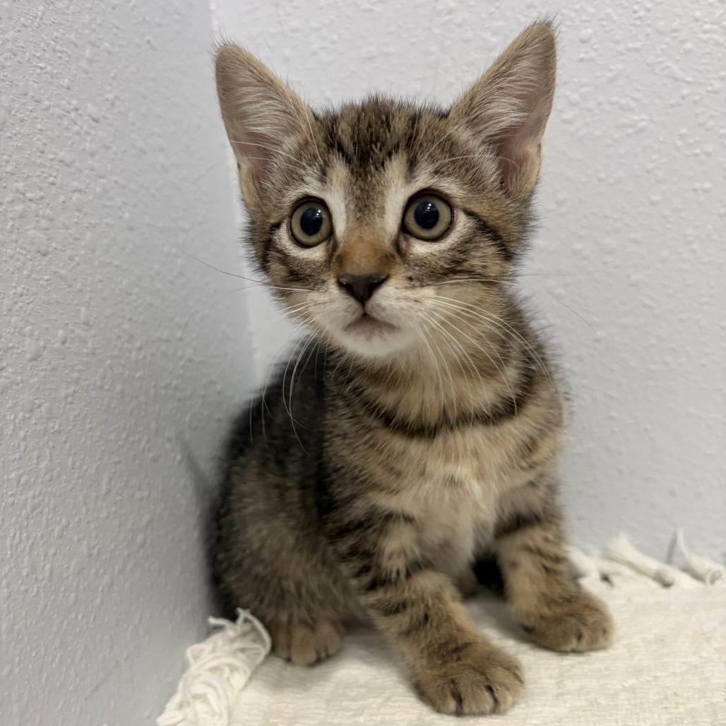 Enlarge Arianna, a Adoptable Domestic Short Hair in Harlingen, TX image 2/4