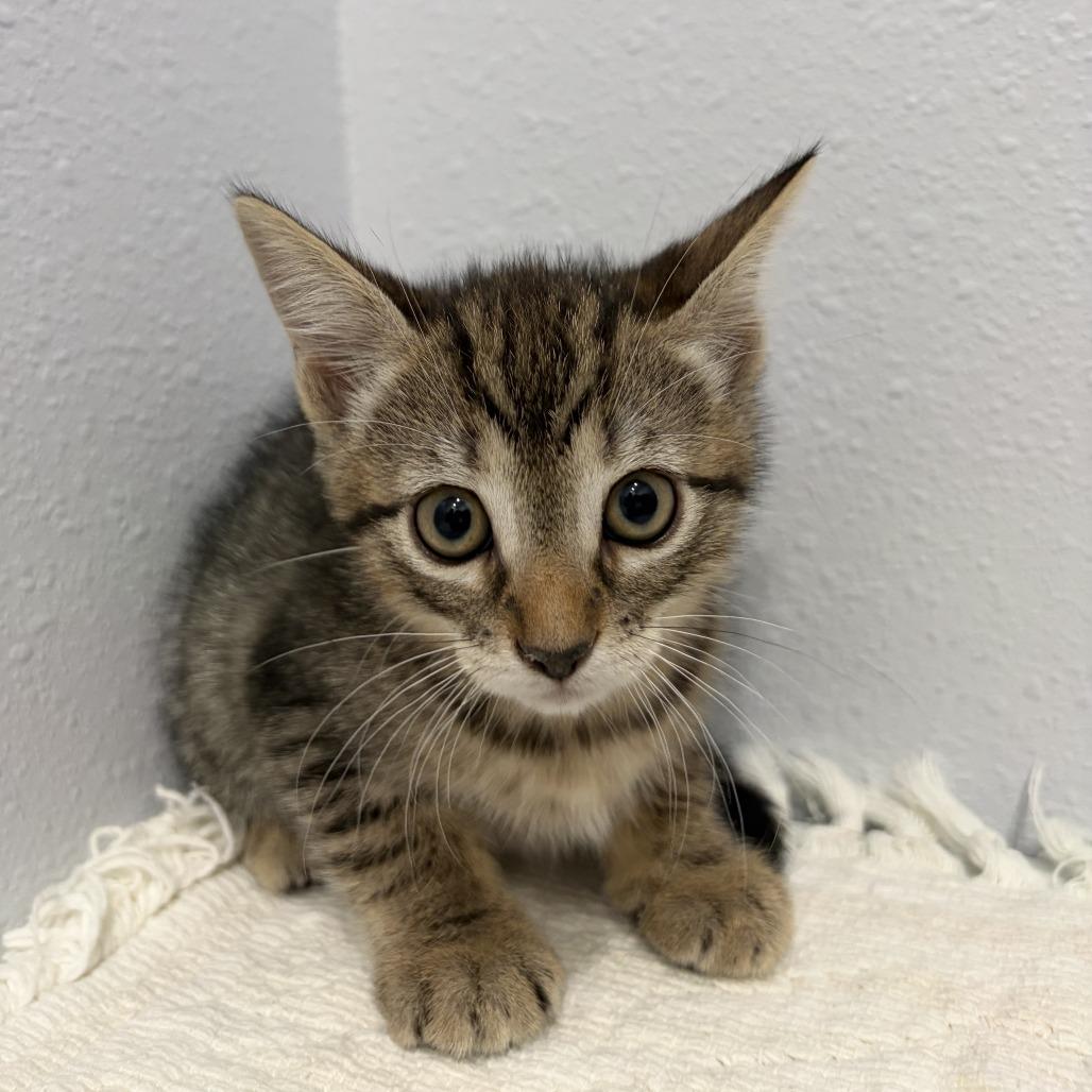 Enlarge Arianna, a Adoptable Domestic Short Hair in Harlingen, TX image 3/4