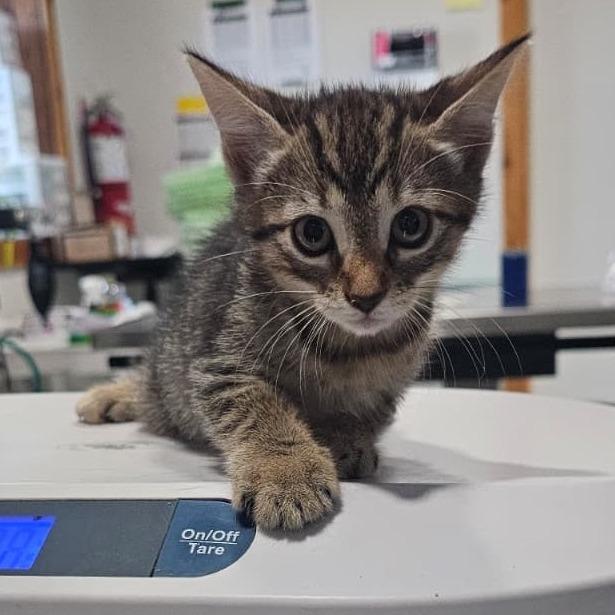 Enlarge Arianna, a Adoptable Domestic Short Hair in Harlingen, TX image 4/4