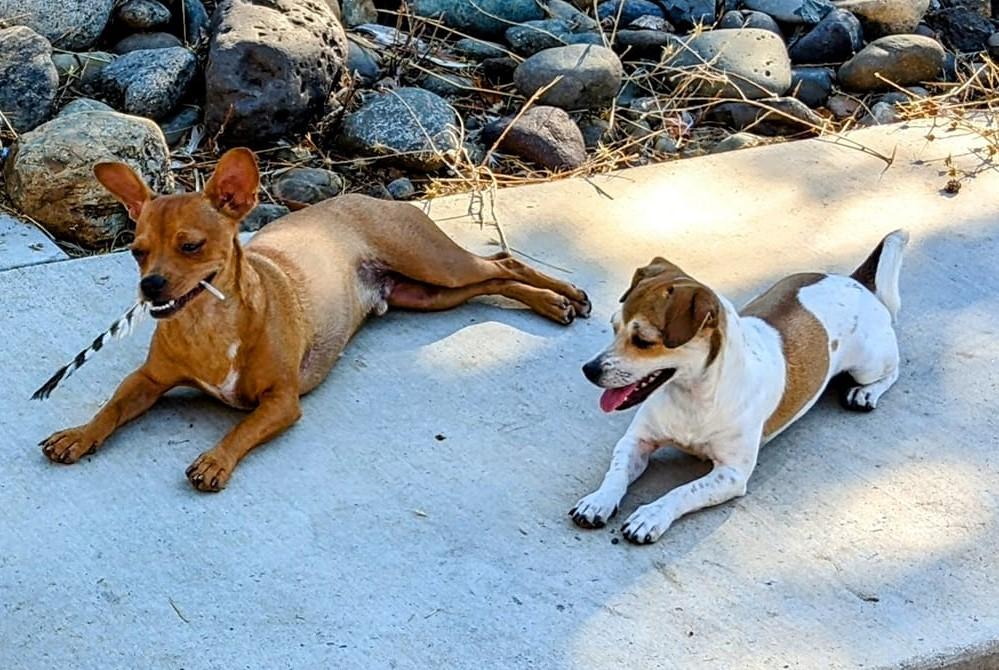 Tapitio & Chili (bonded siblings), a Adopted Chiweenie in Cottonwood, CA image 4/6