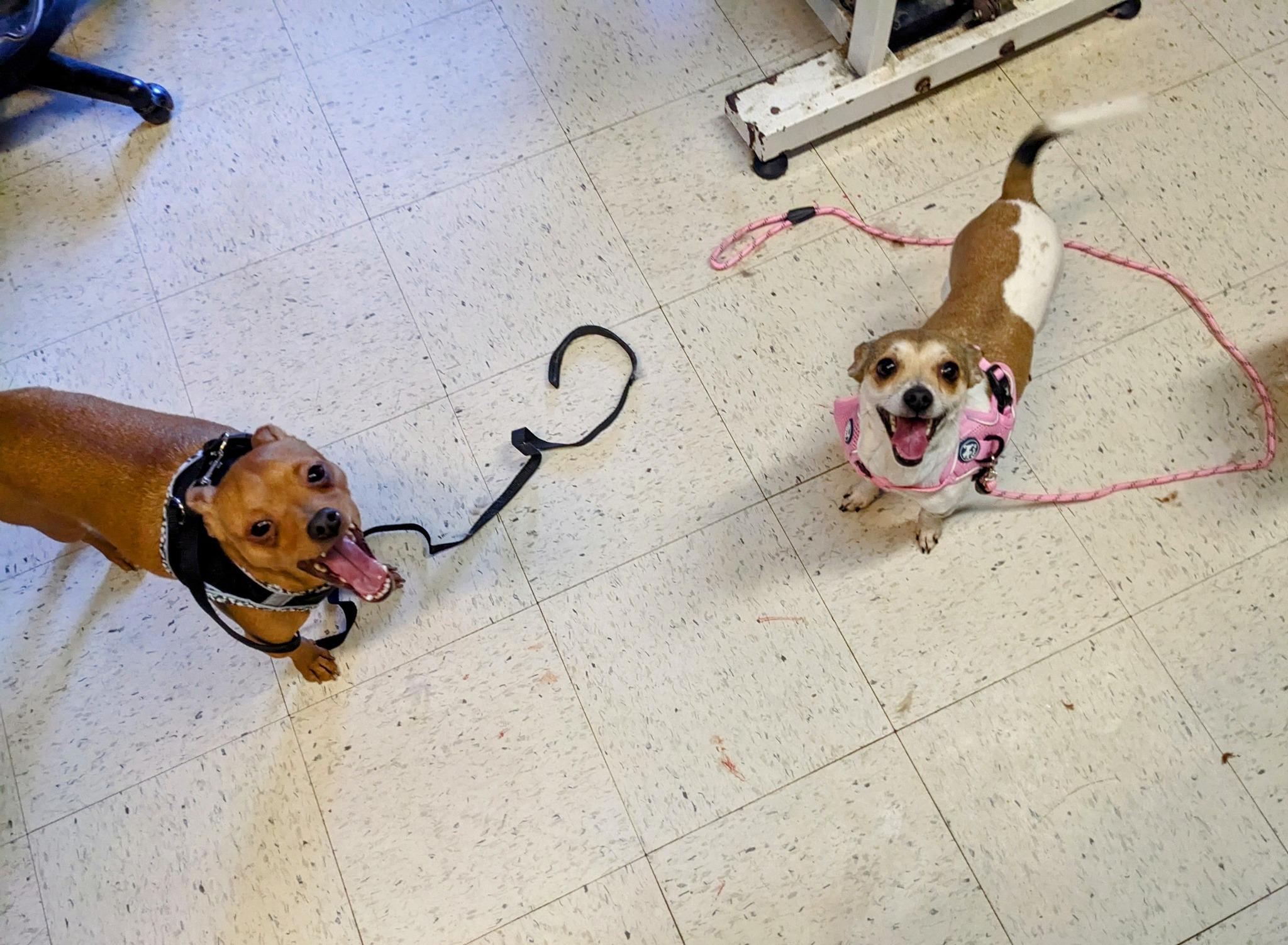 Tapitio & Chili (bonded siblings), Adopted, Young Female Chiweenie.