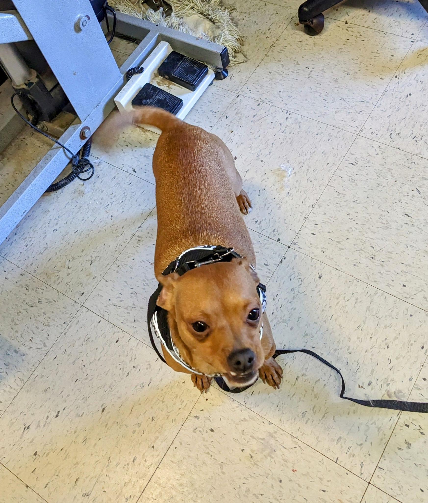 Tapitio & Chili (bonded siblings), a Adopted Chiweenie in Cottonwood, CA image 3/6