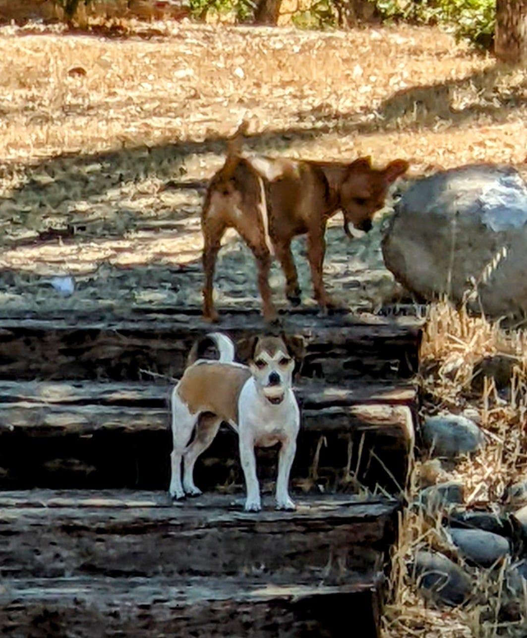 Tapitio & Chili (bonded siblings), a Adopted Chiweenie in Cottonwood, CA image 6/6