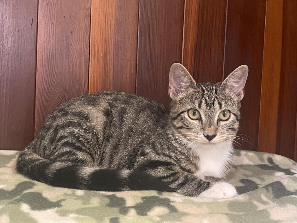 Enlarge Opal (Call or text Maia (Maya) 928-282-2604, a Adoptable Domestic Short Hair in Sedona, AZ image 4/6