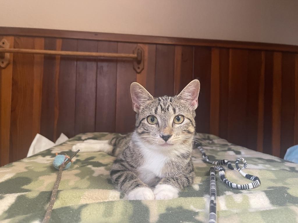 Enlarge Opal (Call or text Maia (Maya) 928-282-2604, a Adoptable Domestic Short Hair in Sedona, AZ image 2/6