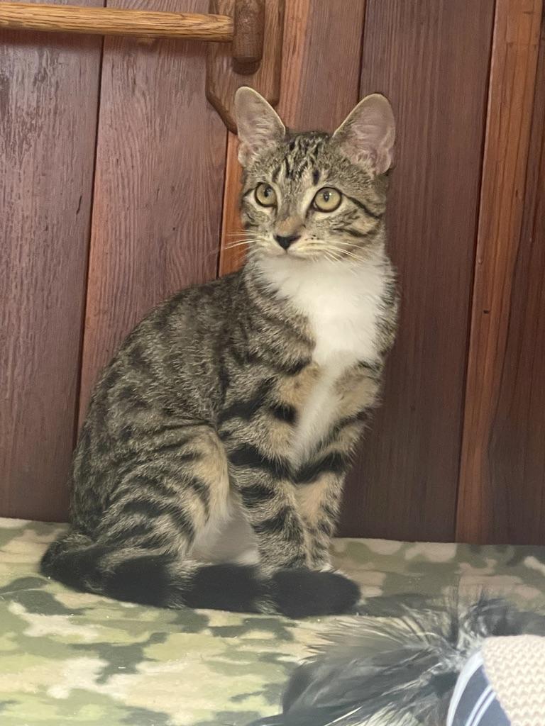Enlarge Opal (Call or text Maia (Maya) 928-282-2604, a Adoptable Domestic Short Hair in Sedona, AZ image 5/6