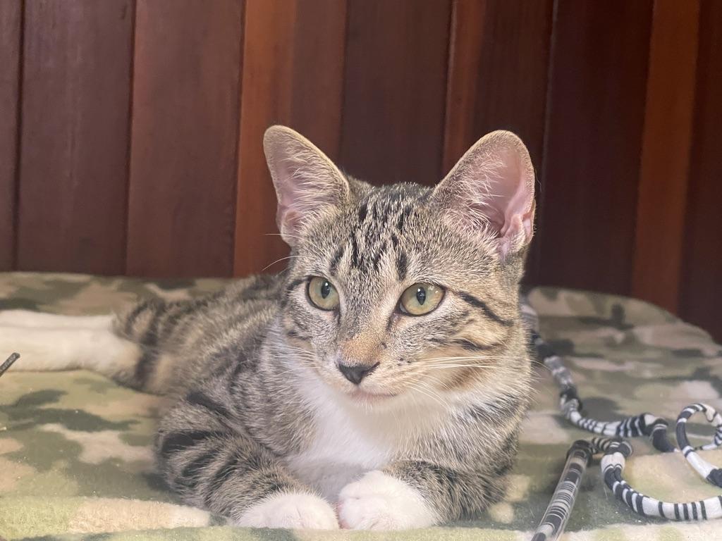 Enlarge Opal (Call or text Maia (Maya) 928-282-2604, a Adoptable Domestic Short Hair in Sedona, AZ image 3/6