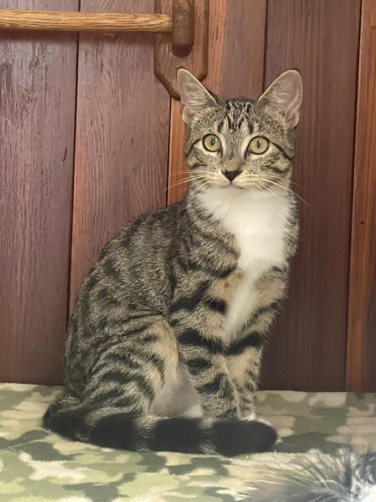 Opal (Call or text Maia (Maya) 928-282-2604, Adoptable, Kitten Female Domestic Short Hair.