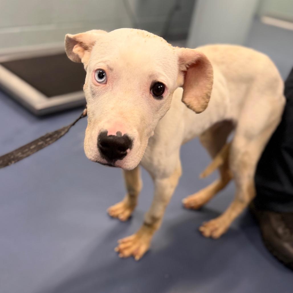 Brussel Sprout thumbnail 2