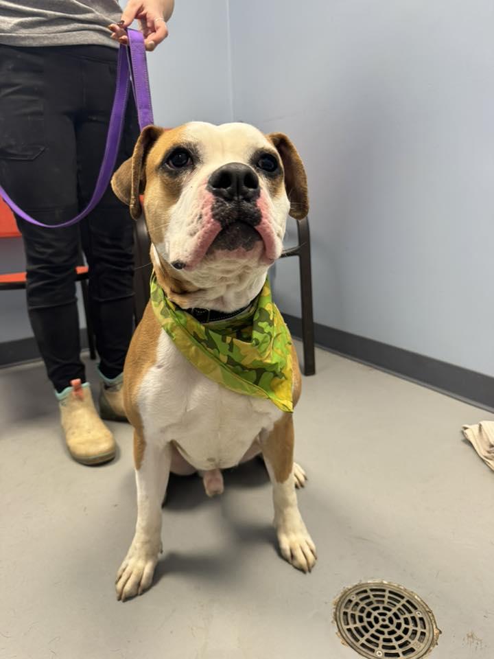 Enlarge Mr. Potato Head, an adopted mixed breed in Zanesville, OH image 3/3