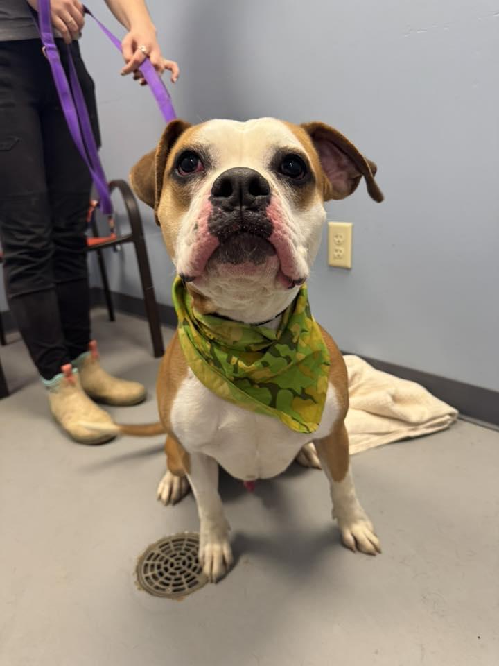 Mr. Potato Head, adopted, Young Male Boxer.