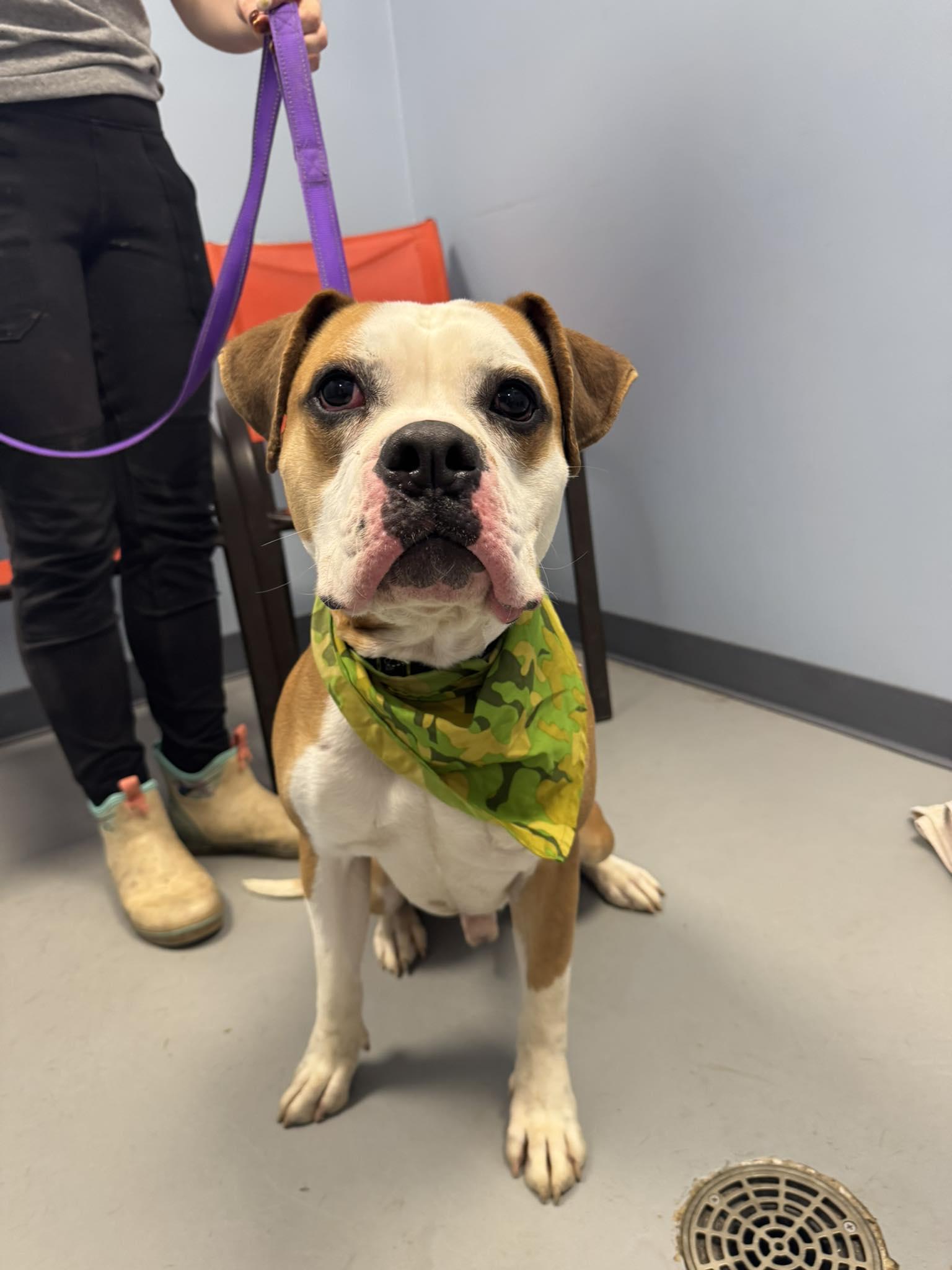 Enlarge Mr. Potato Head, an adopted mixed breed in Zanesville, OH image 2/3