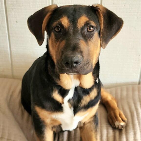 Baxter, Adoptable, Puppy Male German Shepherd Dog & English Bulldog.