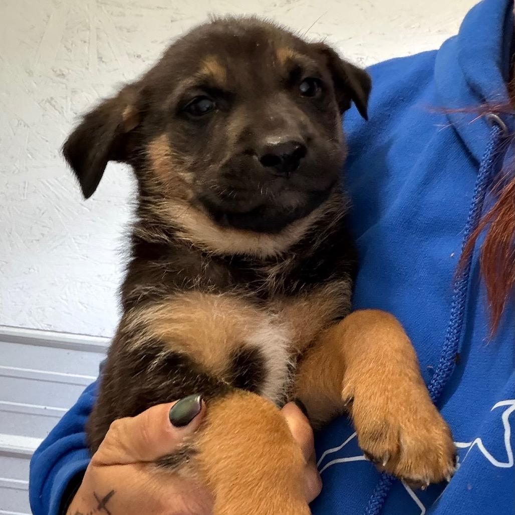 Baxter, Adoptable, Puppy Male German Shepherd Dog & English Bulldog.