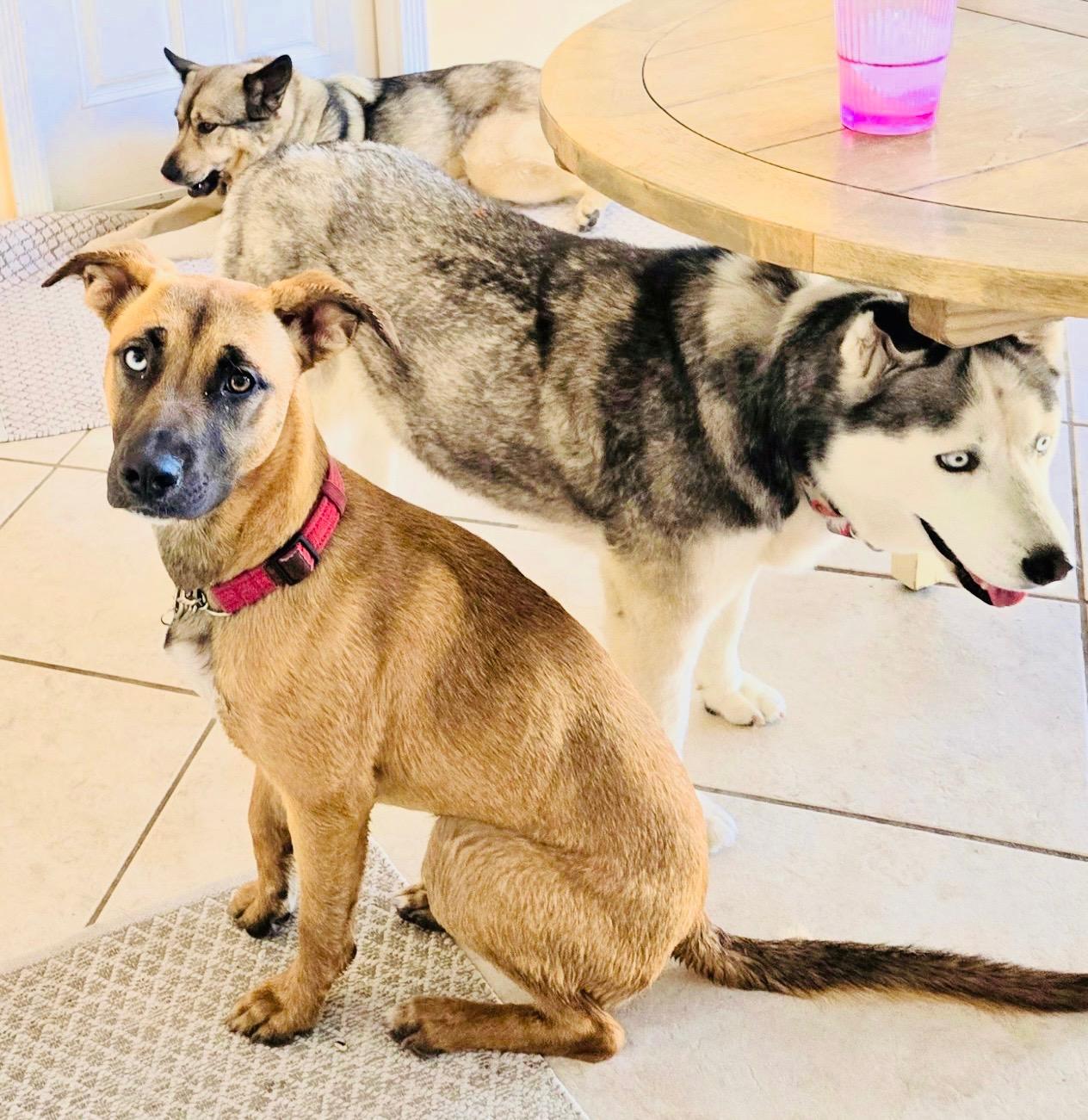 Enlarge Sedona~ sweet bestie, a Adoptable mixed breed in Irvine, CA image 1/6