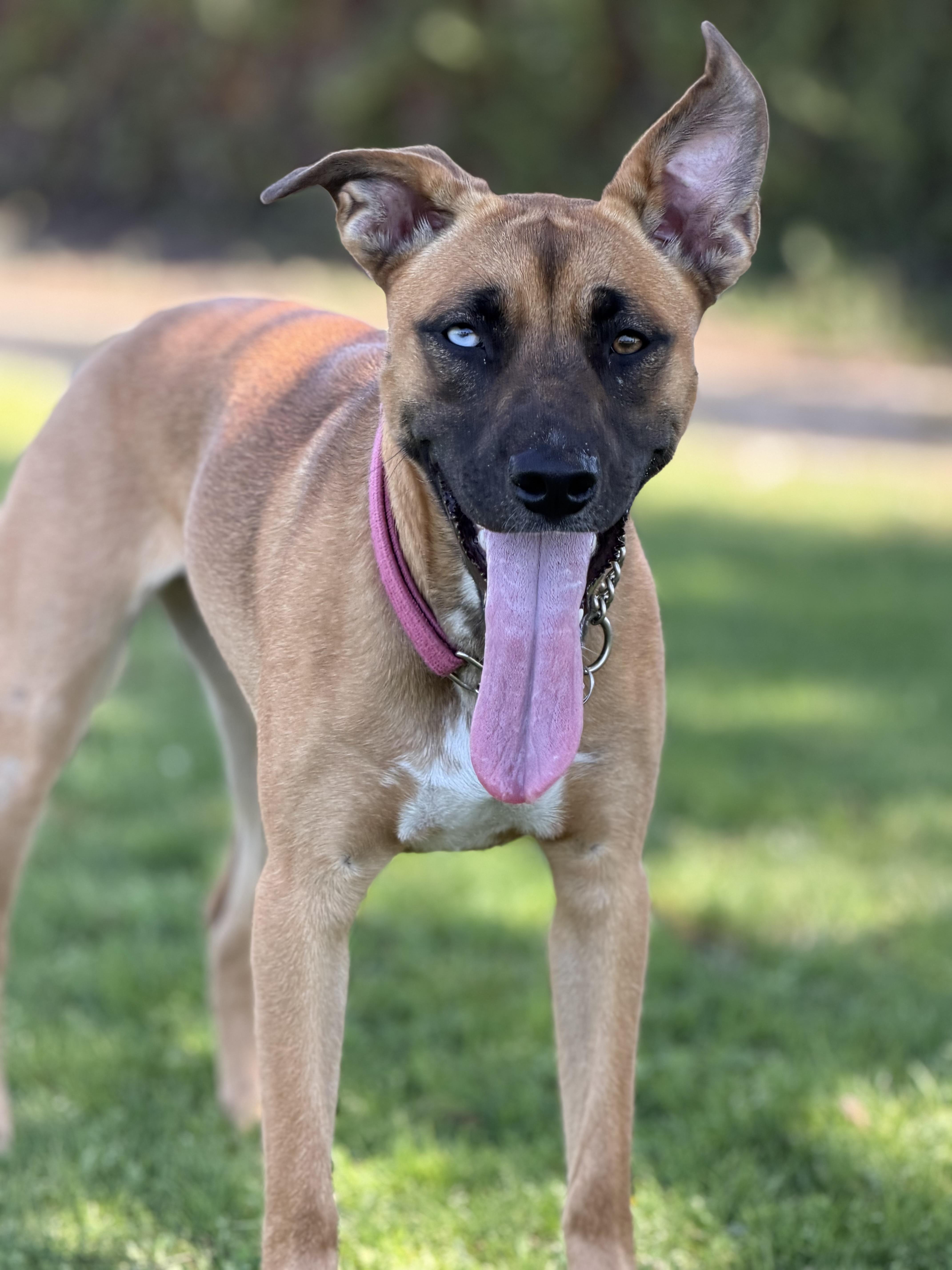 Enlarge Sedona~ sweet bestie, a Adoptable mixed breed in Irvine, CA image 2/6