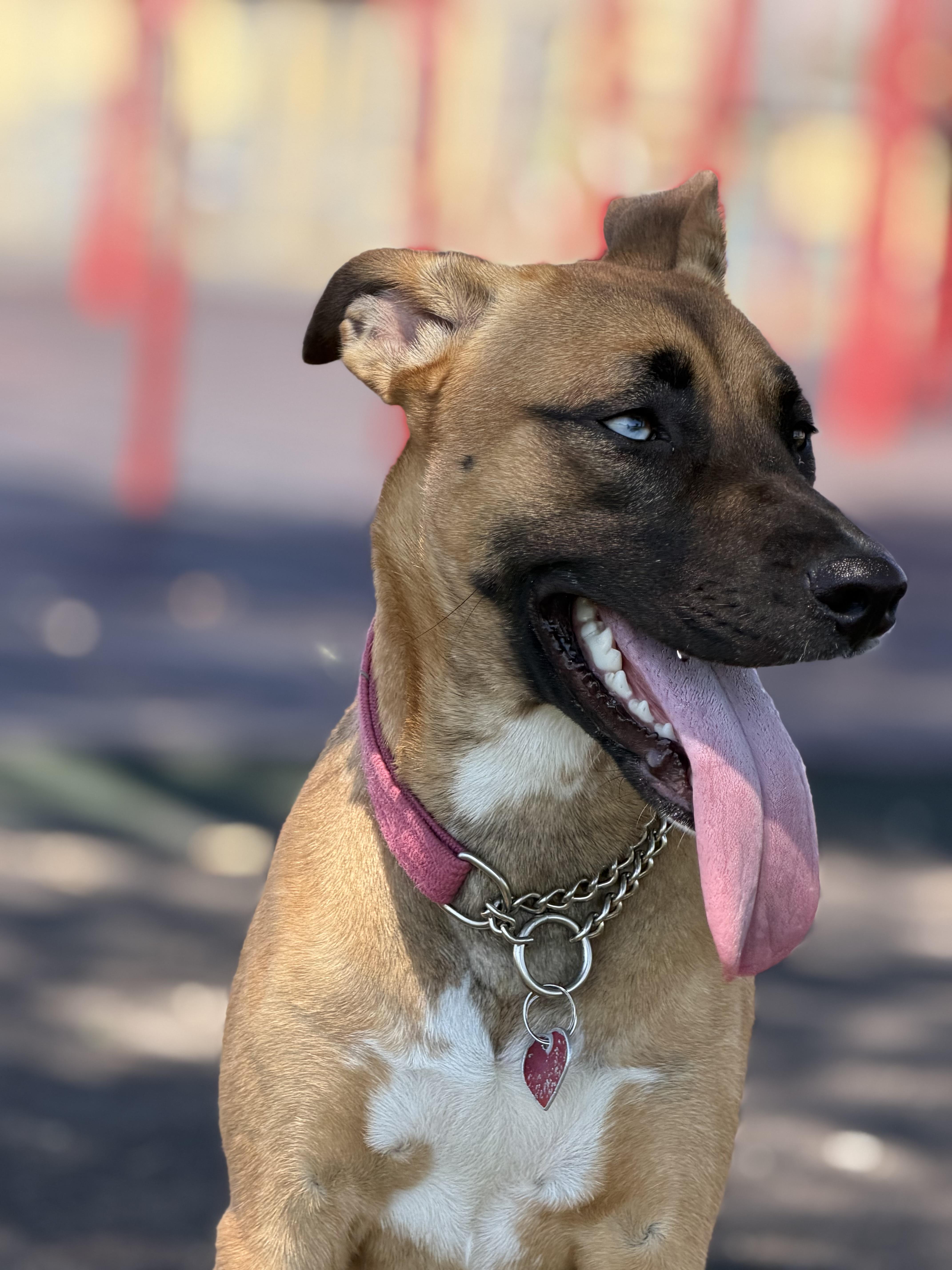 Enlarge Sedona~ sweet bestie, a Adoptable mixed breed in Irvine, CA image 6/6