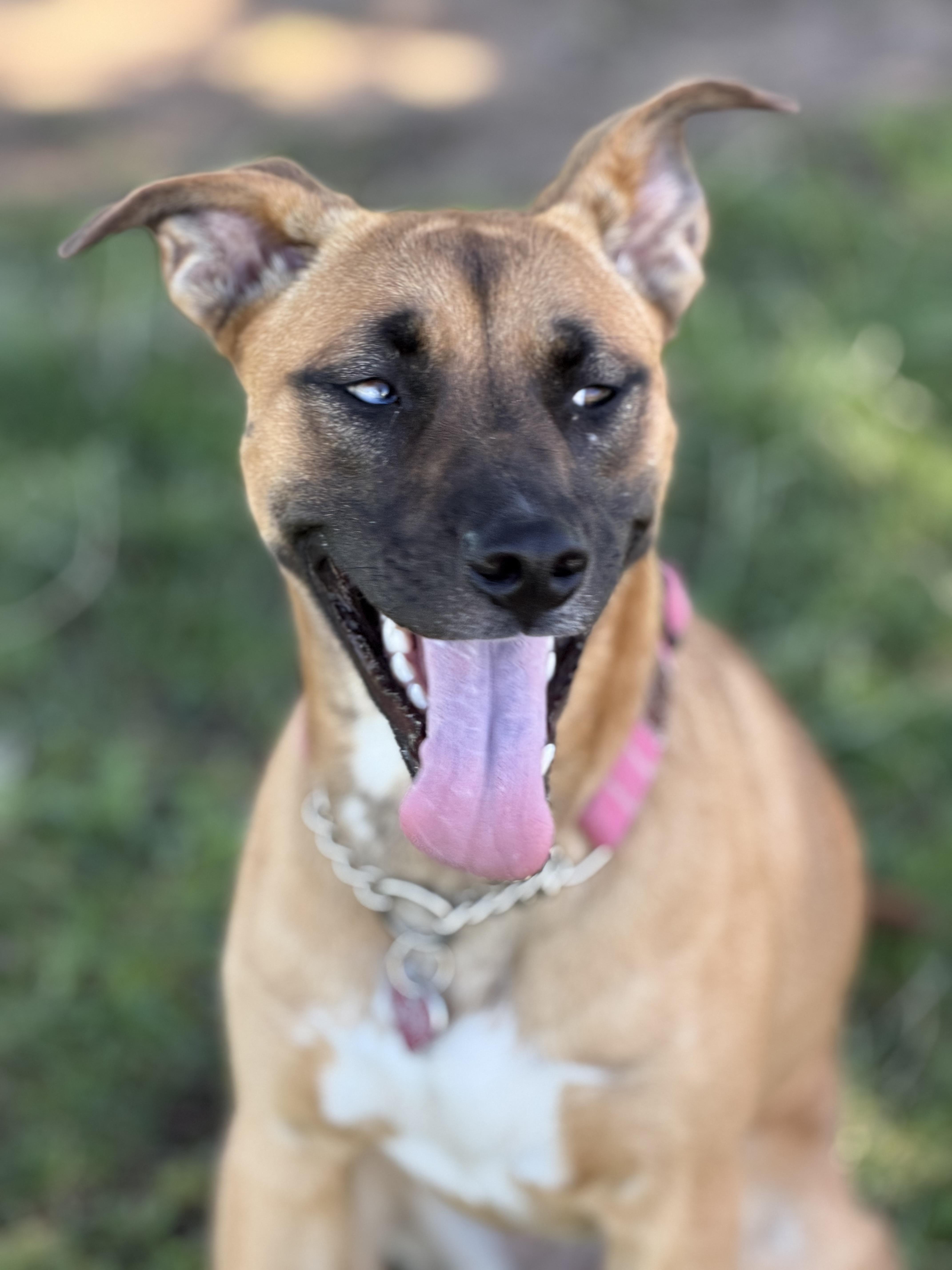 Enlarge Sedona~ sweet bestie, a Adoptable mixed breed in Irvine, CA image 4/6