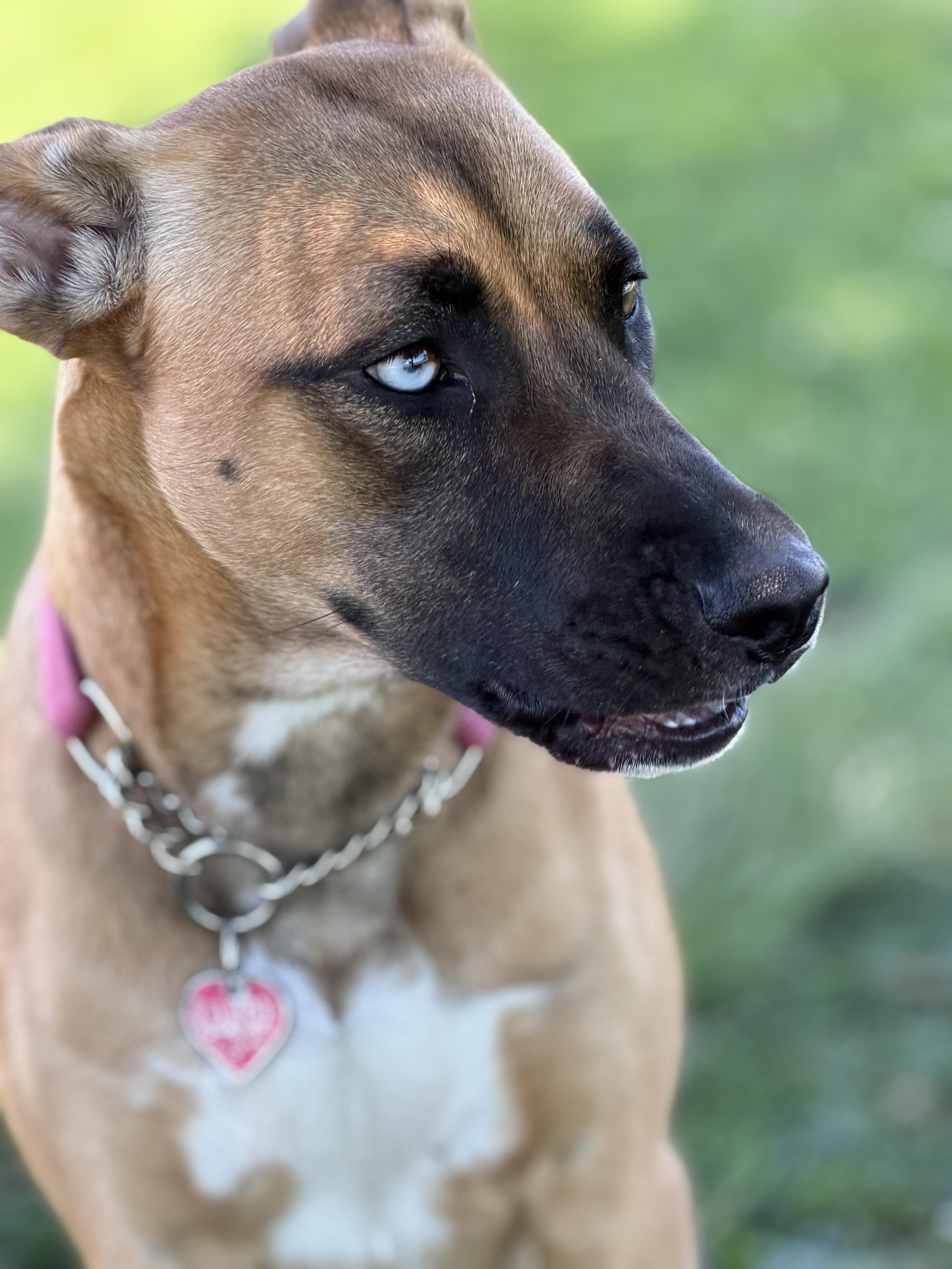 Enlarge Sedona~ sweet bestie, a Adoptable mixed breed in Irvine, CA image 5/6