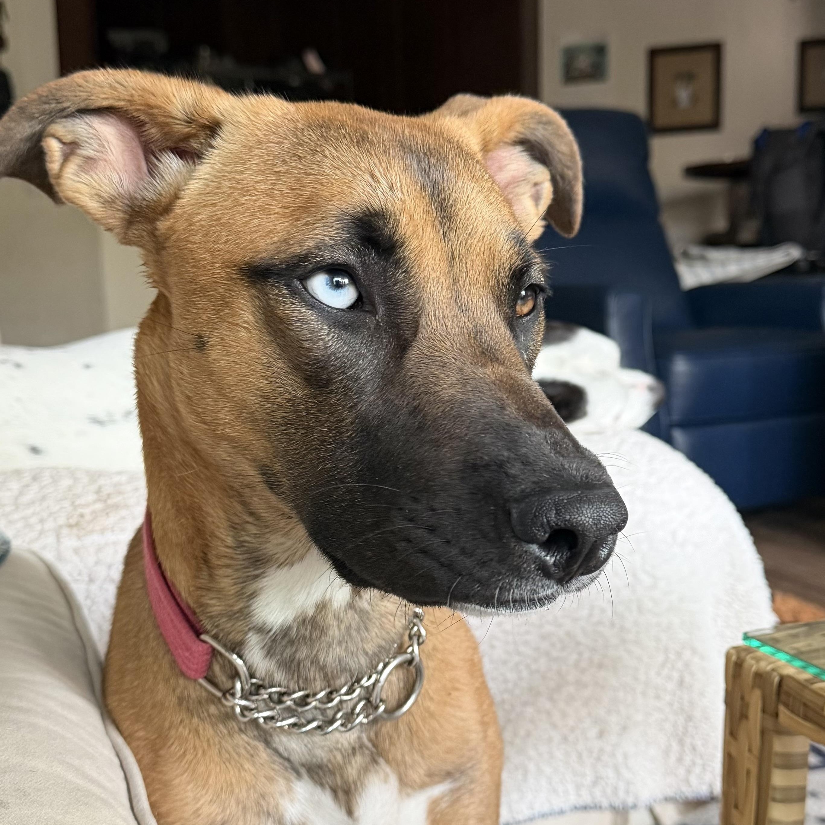 Enlarge Sedona~ sweet bestie, a Adoptable mixed breed in Irvine, CA image 3/6