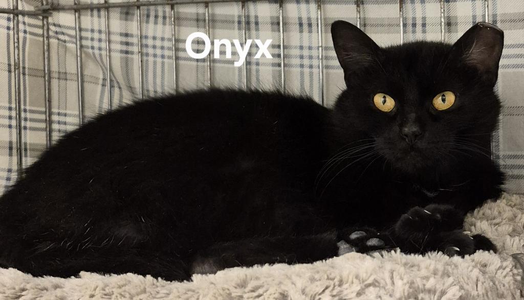 Enlarge Onyx, a Adoptable mixed breed in Kendallville, IN image 1/1
