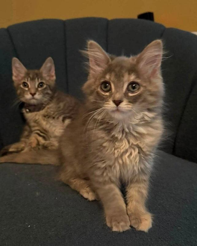 Nebula, Adopted, Young Female Maine Coon & Tabby.