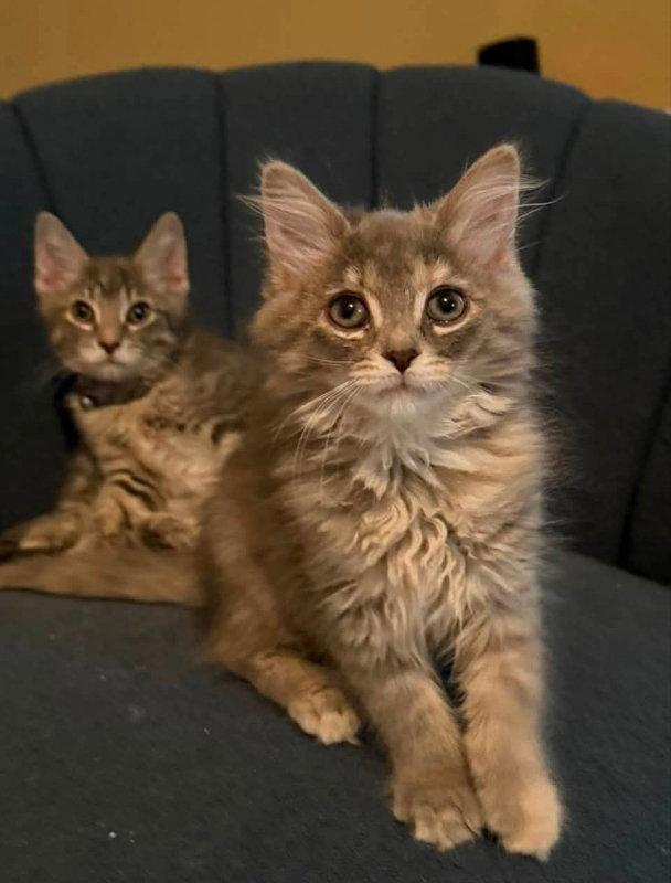 Nebula, a Adopted mixed breed in Knoxville, TN image 2/3