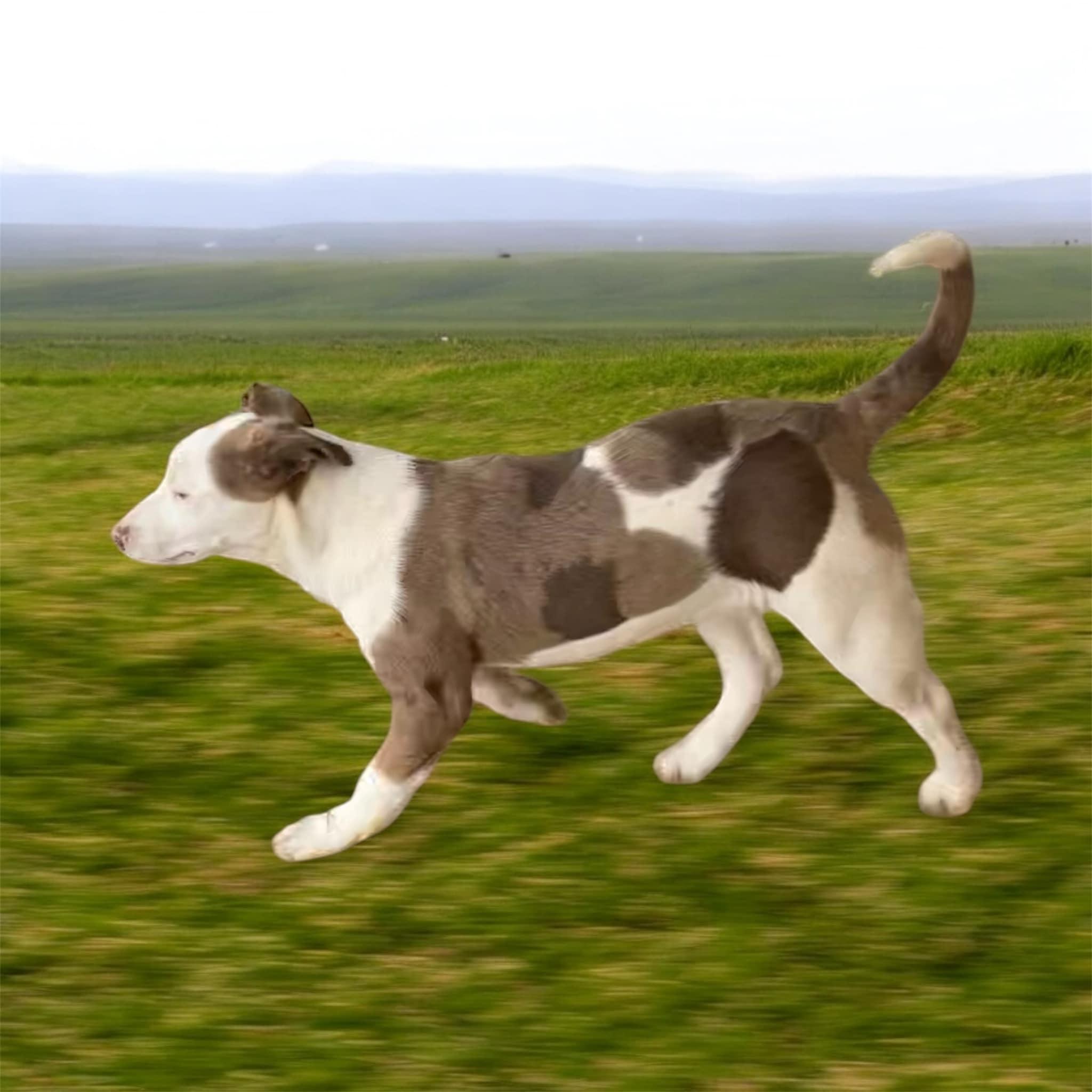 Ketchup, a Adoptable mixed breed in Milford, CT image 2/3