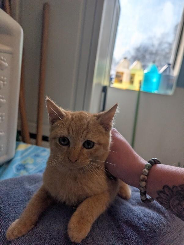 Domino, Adoptable, Young Male Domestic Short Hair.